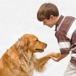 Friend or Fiend – balancing children’s interactions with dogs.