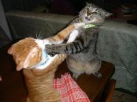 inter-cat aggression 